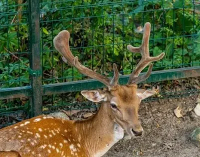 zoo-sandanski-image
